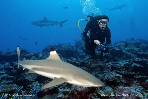 Model and blacktip reef shark; Model: Ursula; Nikon D3, Z... by Frank Schneider 
